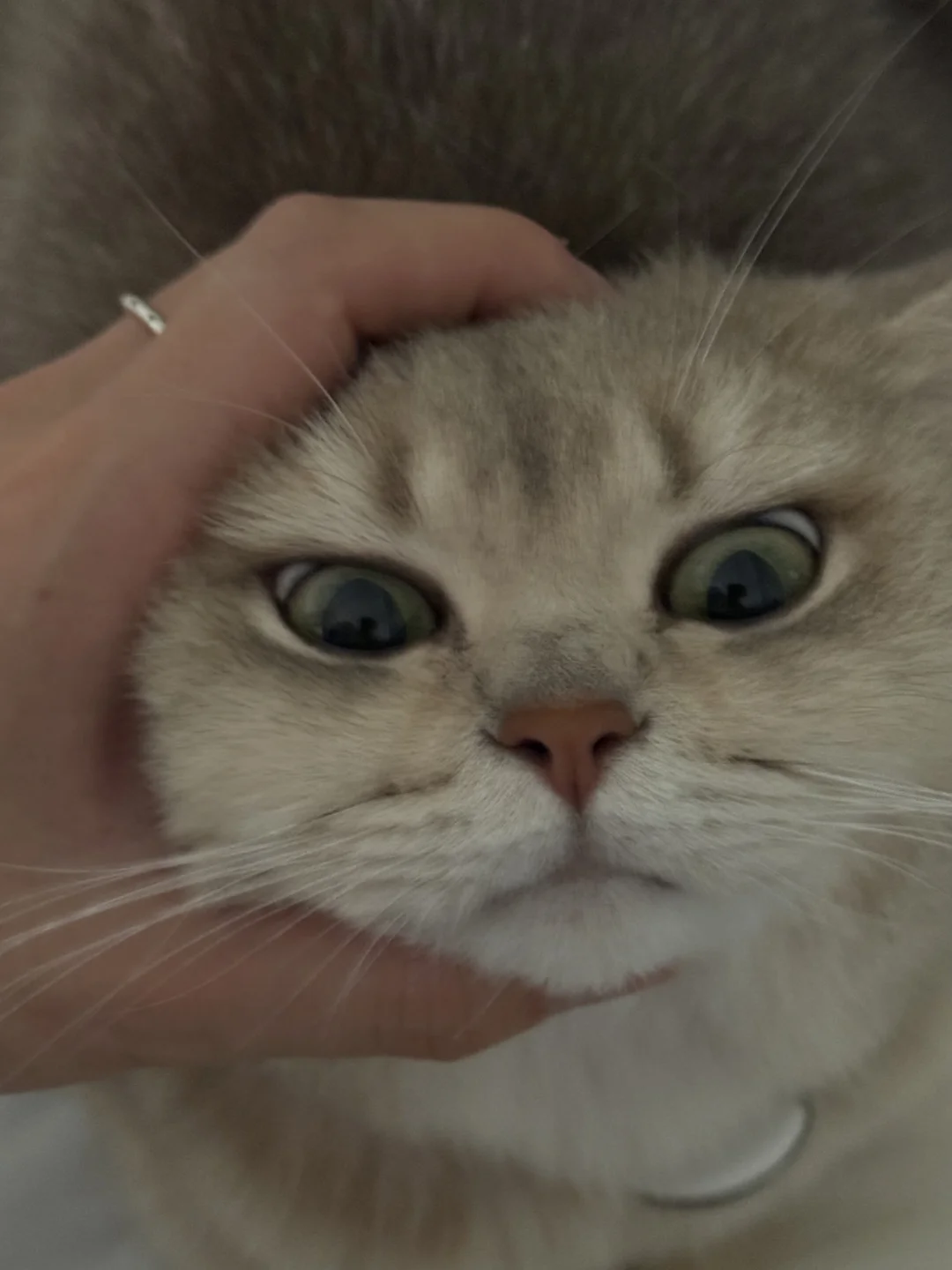 我的猫头汉堡
