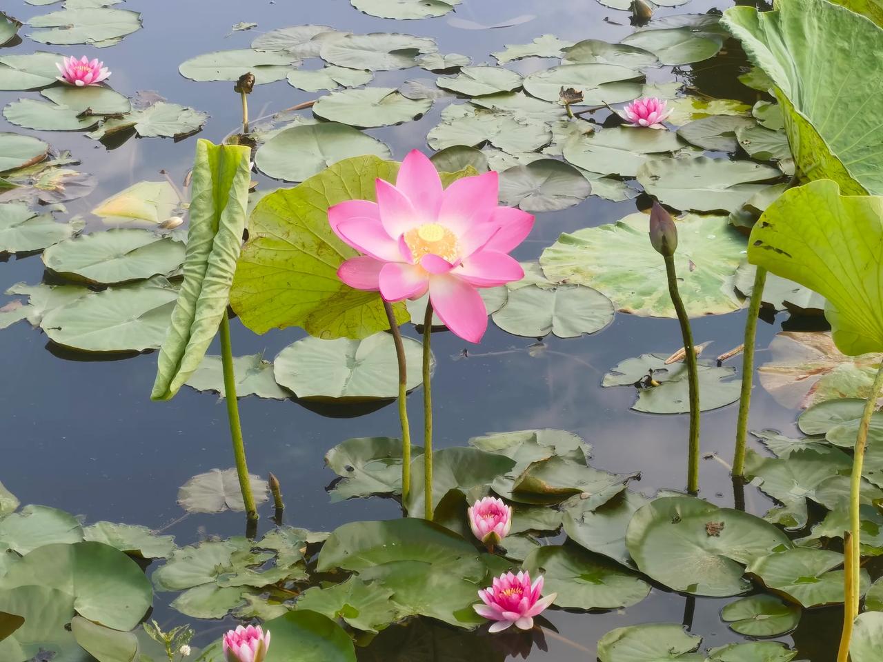 炎炎夏日里，池塘边绿叶成荫，层层叠叠的荷叶带来一丝丝沁人心脾的凉意。