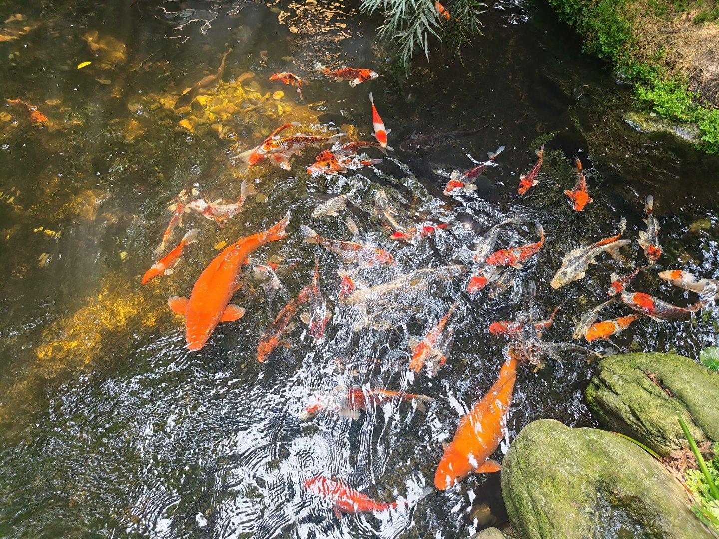 今日看到一池锦鲤，祝B费今晚主场破纪录，祝看到的朋友梦想成真。 