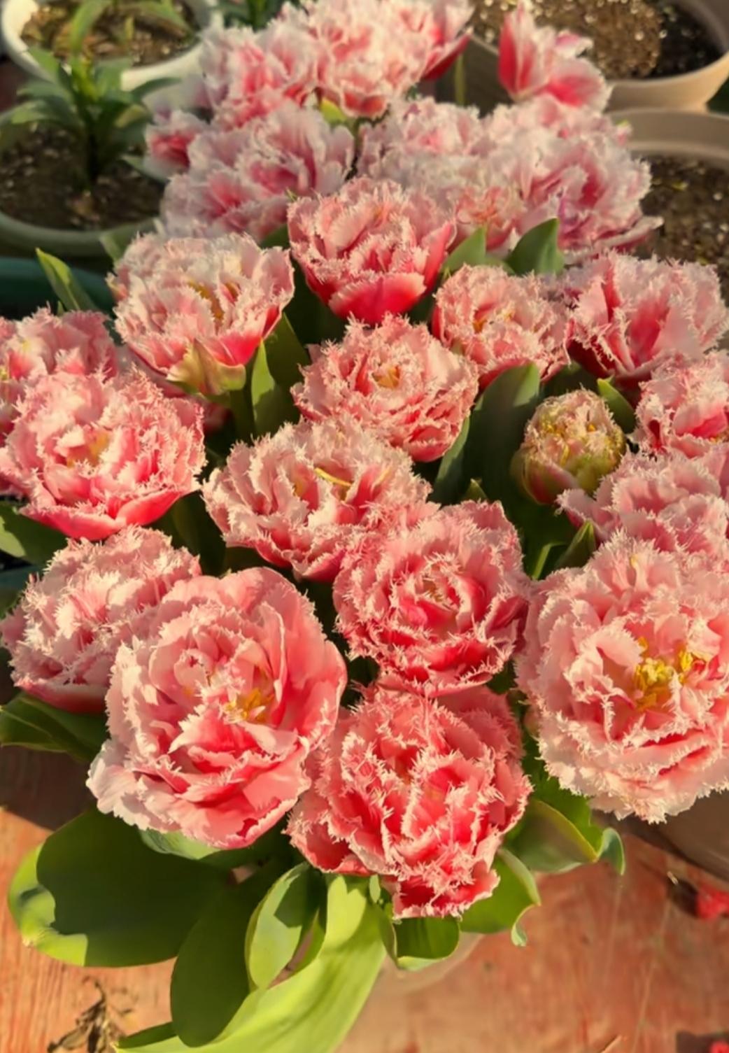 朵朵花开了