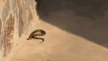 “太吓人！”浙江诸暨，一位大妈到院子里晒太阳，突然看到墙壁角落空地上有个黑色的东