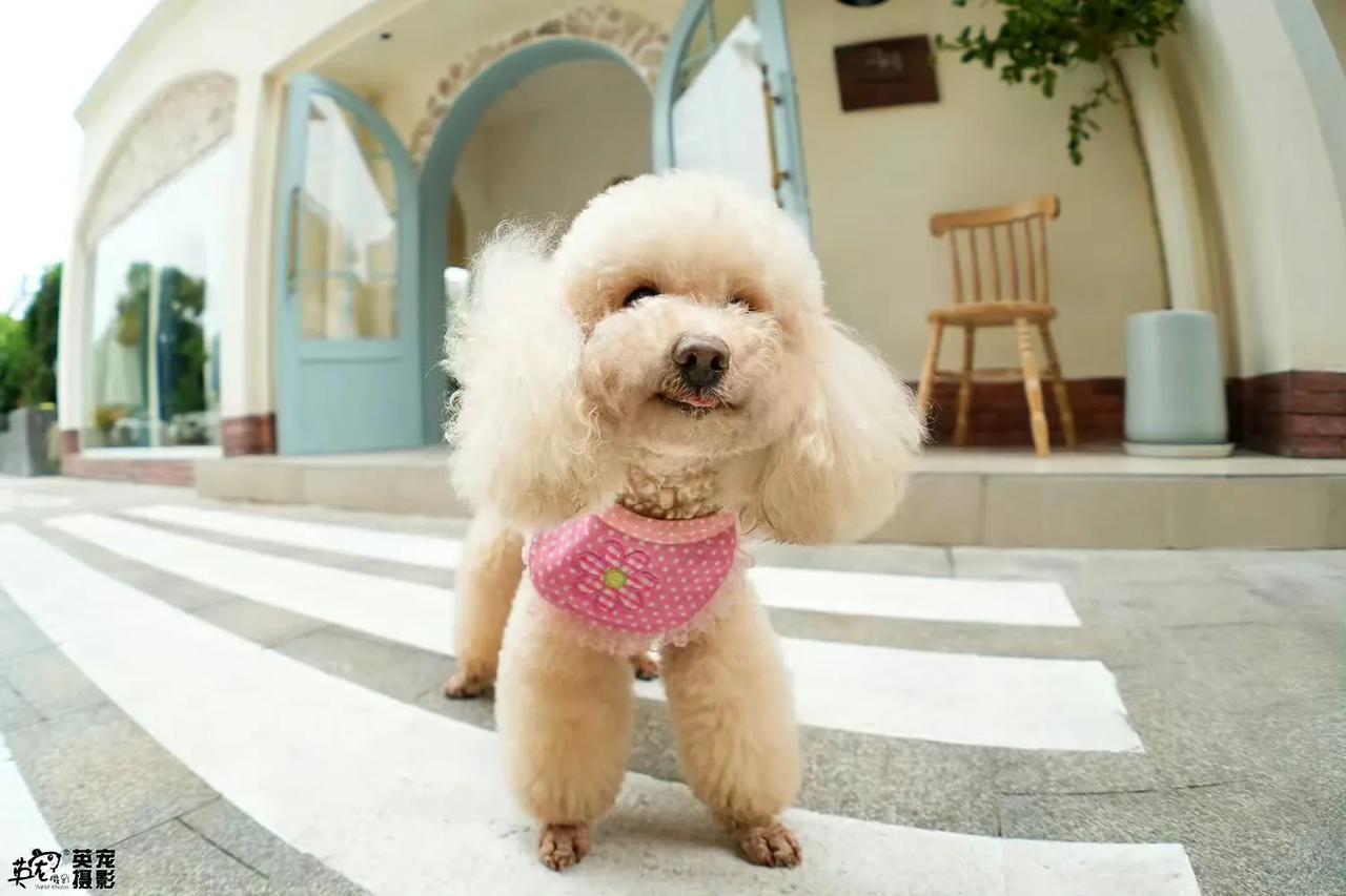 5月首席摄影师，长沙拍摄
980元可拍，来么？😜