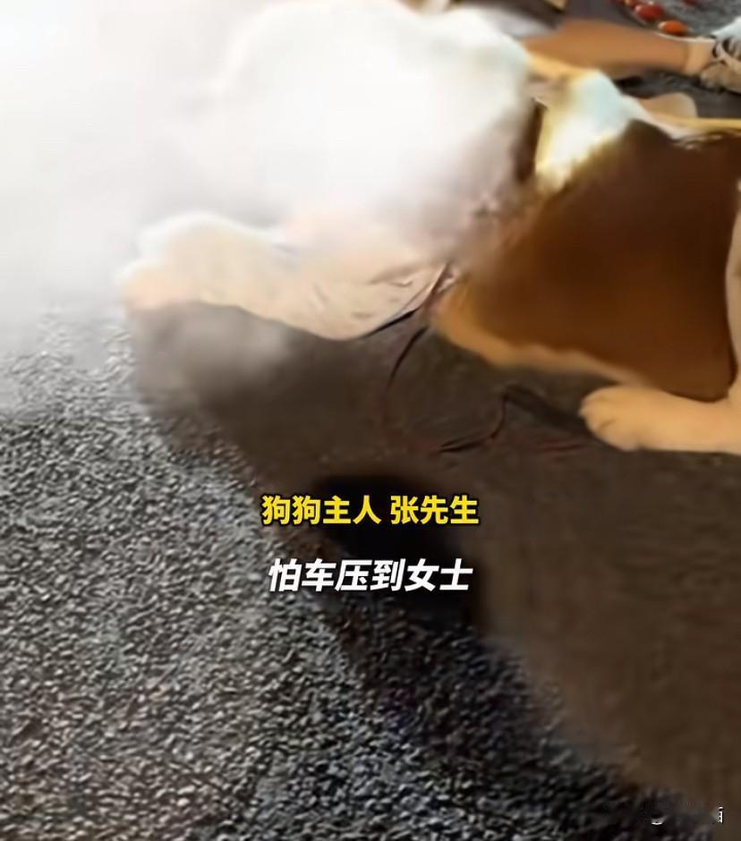 黑龙江哈尔滨，男子带着狗出门遛弯遇到陌生人发生车祸，狗子“熊二”竟然主动趴在伤者