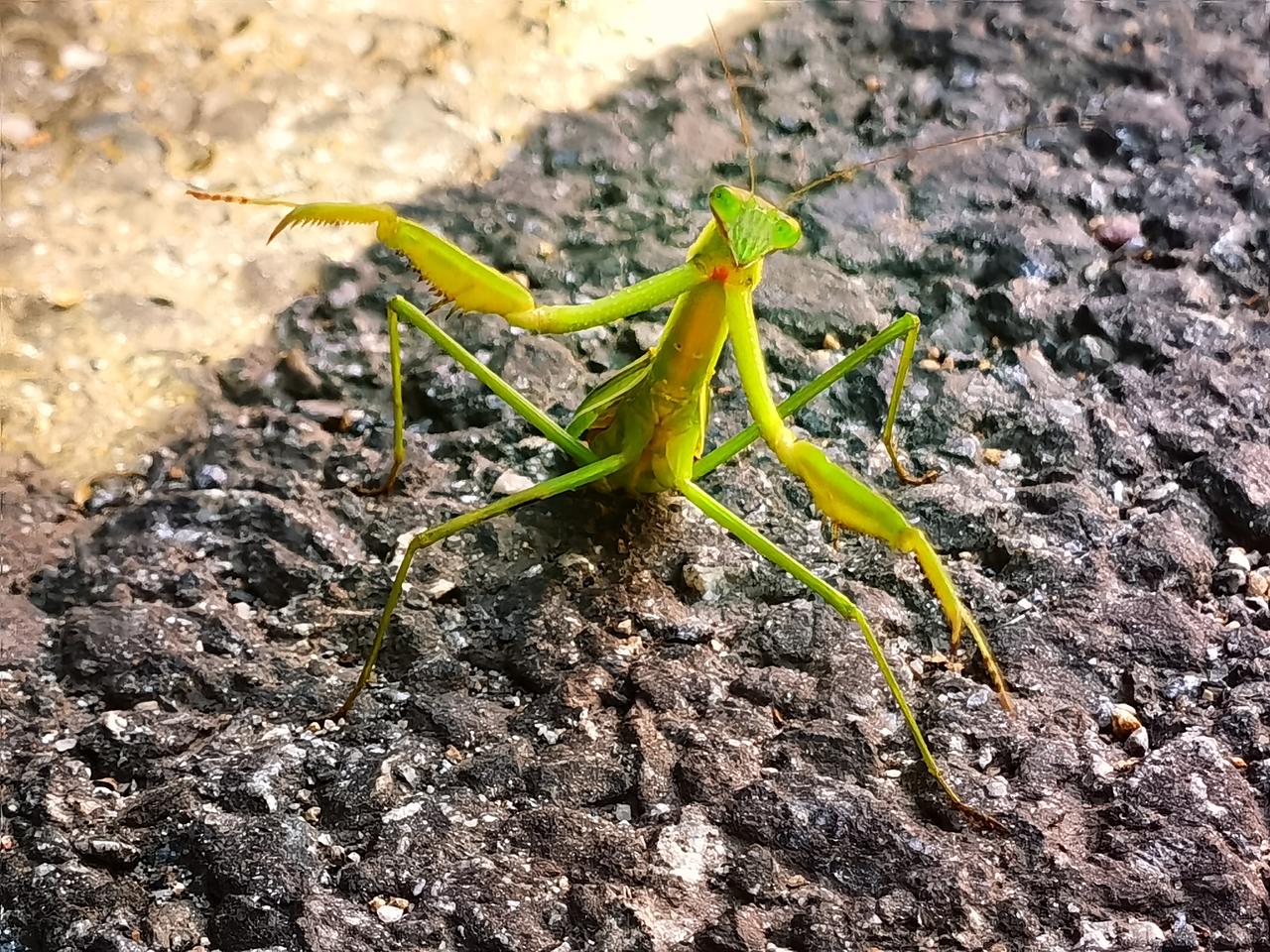 一只螳螂，横过马路。
我蹲下来，它满满的戒备，一副我是螳螂我怕谁的架势！
它挺起