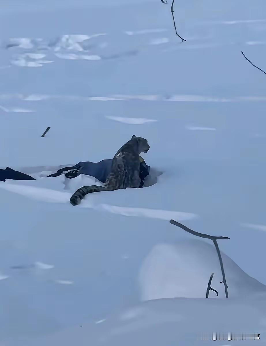 一起“拍雪豹被咬”案例，不足以警醒部分蠢人。
有些人被国家保护的太好，生活过于安