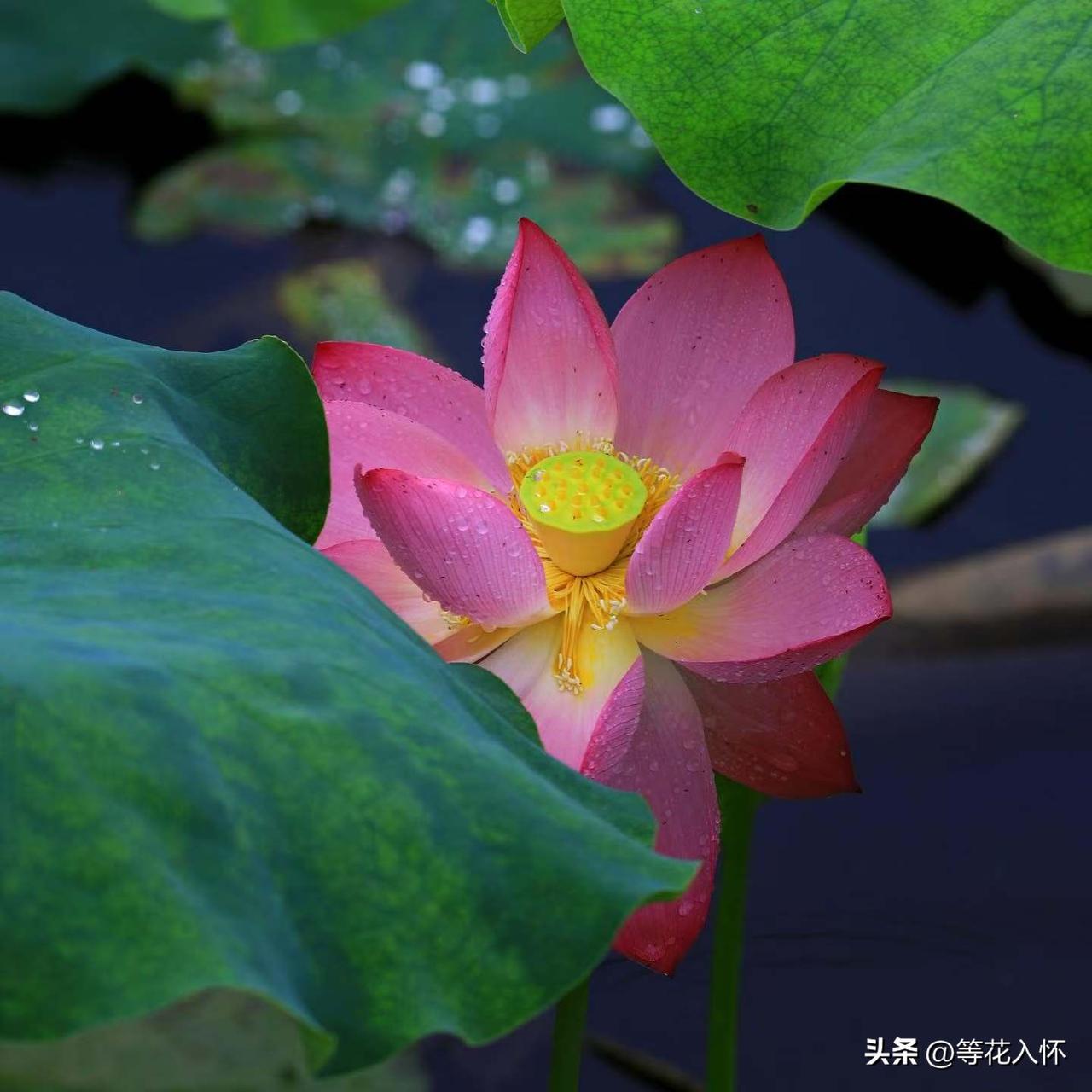 几千年传袭下来的东西，有精华，有糟粕，是否传承，自有公论。但如果拿行政命令来强行