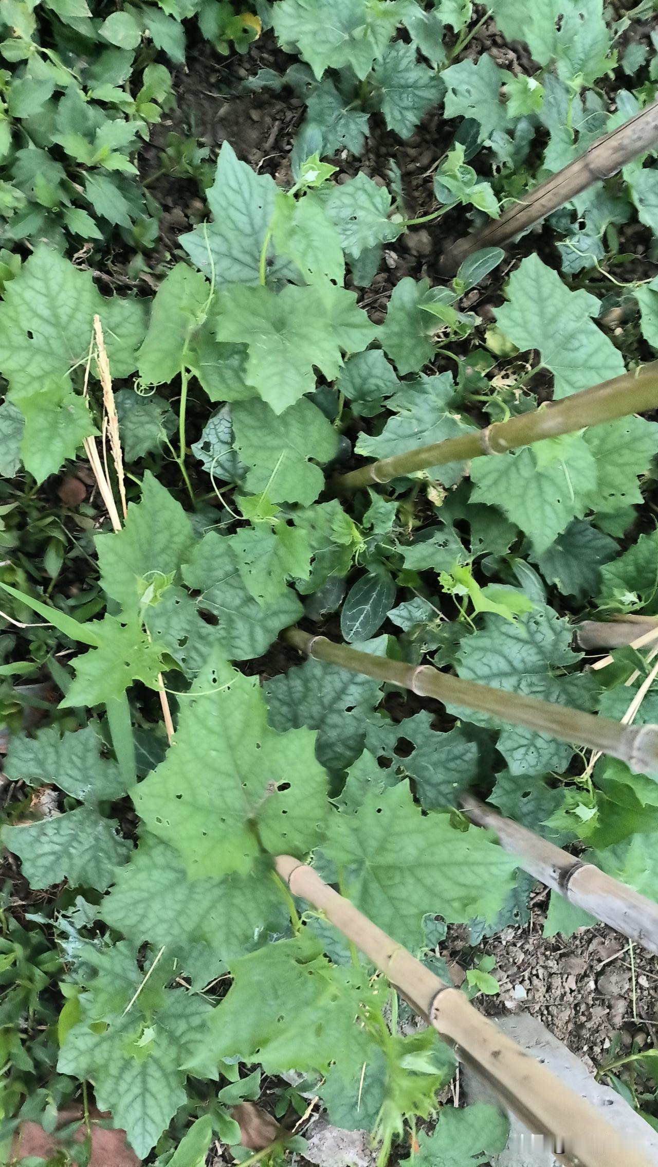 自从洗漱那水笼头被队友卸下，我发现一个秘密，我去外面刷牙，就看到这丝瓜藤真的没教
