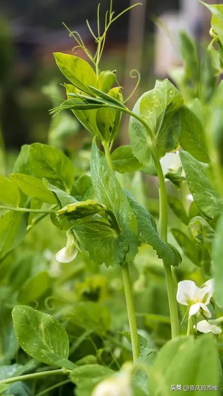 就在刚刚，贵州豌豆尖 100 多元一斤！这菜是镶金边了吗？

今天头条热搜第一，