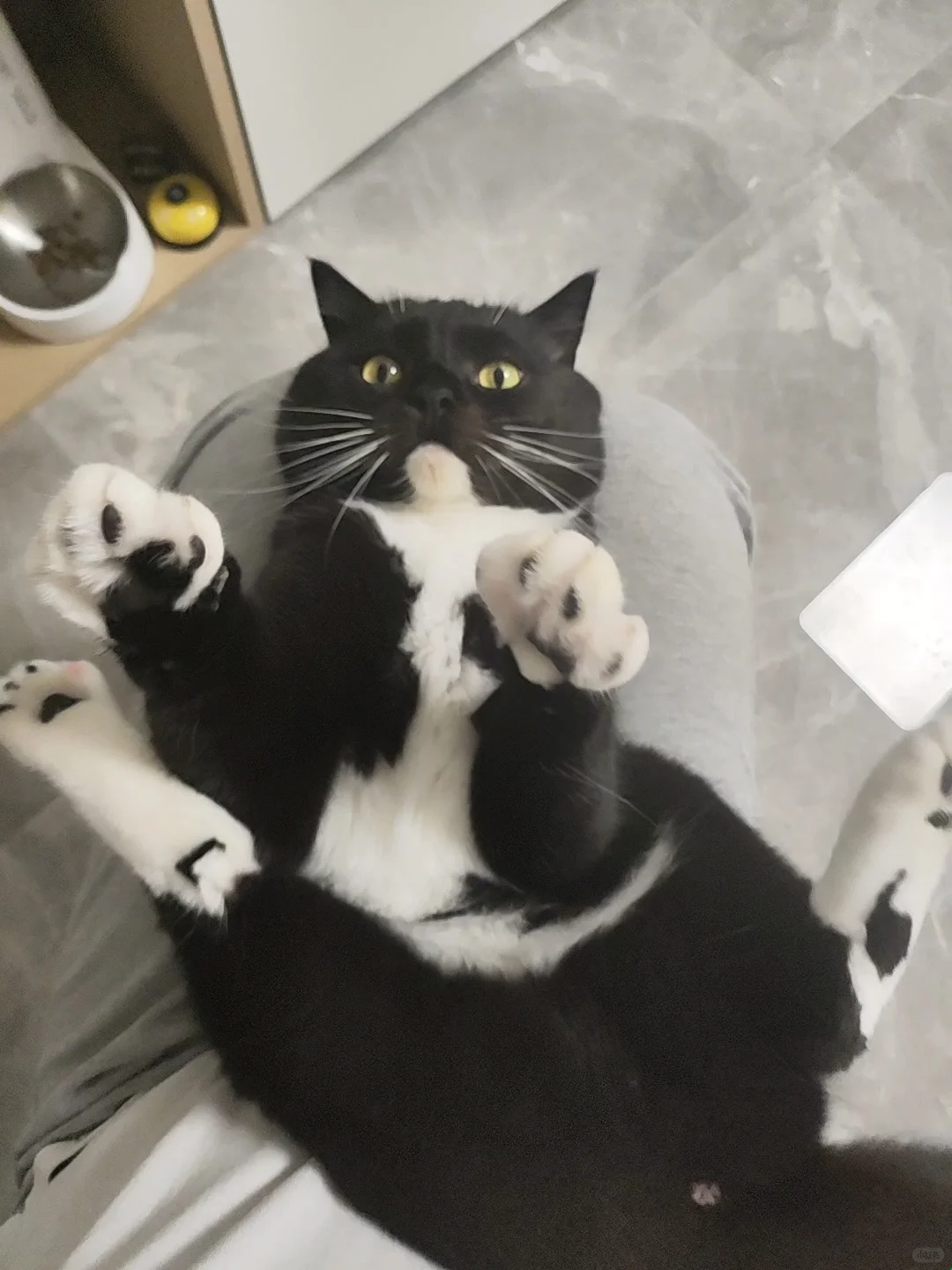 那啥，奶牛猫的皮燕子其实是粉色的