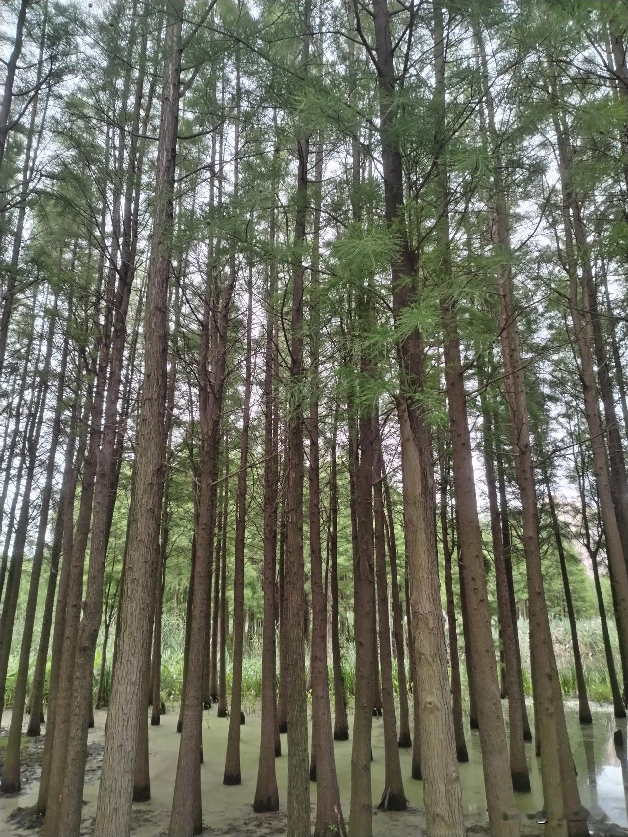 慢跑是每天跑还是隔天跑好?一般每天跑，每天跑15分钟左右，微微出汗即可，小区里面