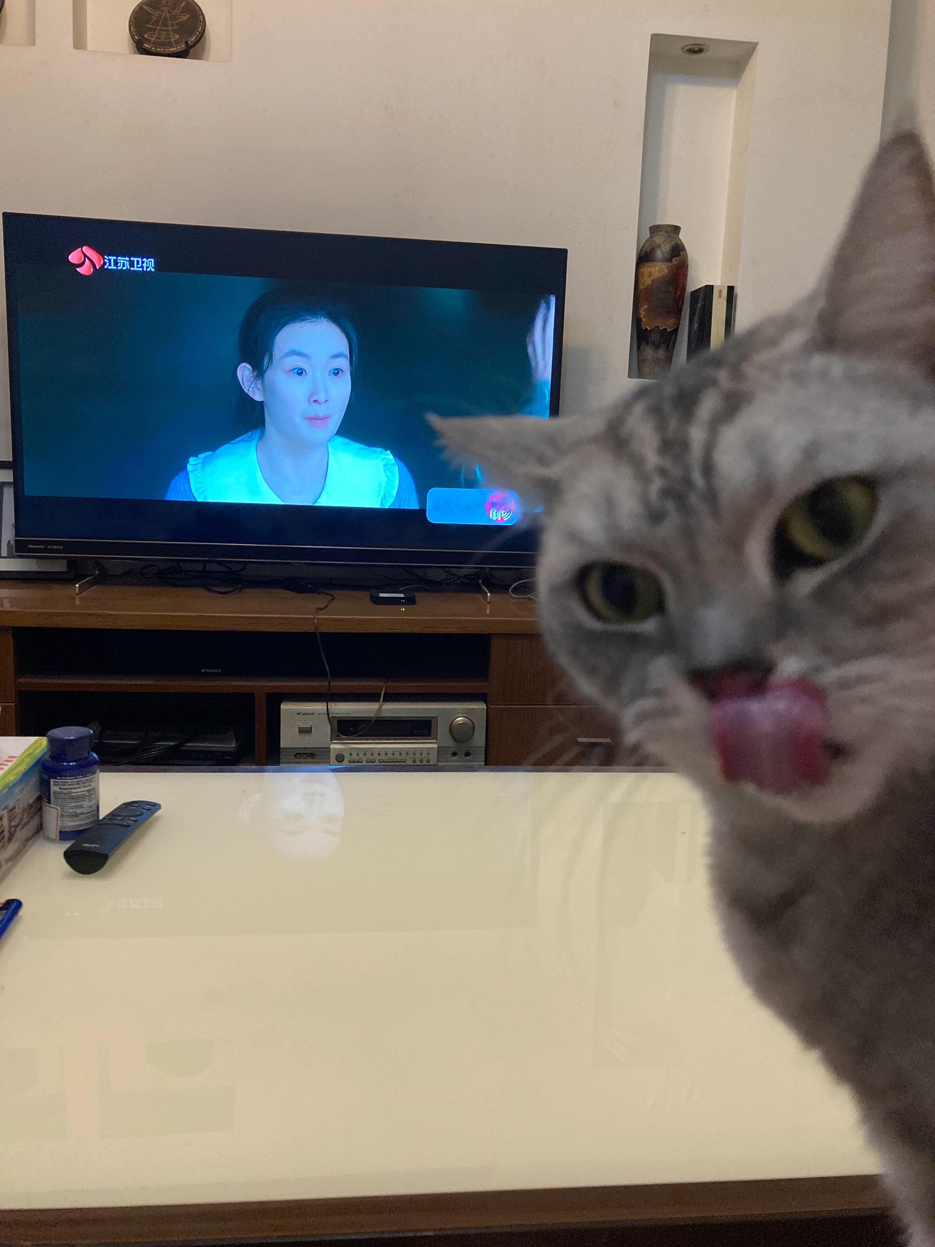 #电视剧要久久爱# 猫咪也在看[笑cry] ​​​
