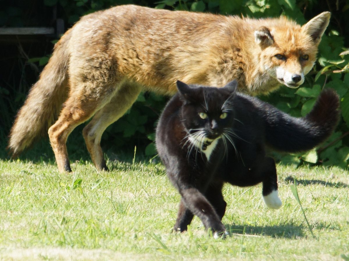 狐和咪一起顺拐 