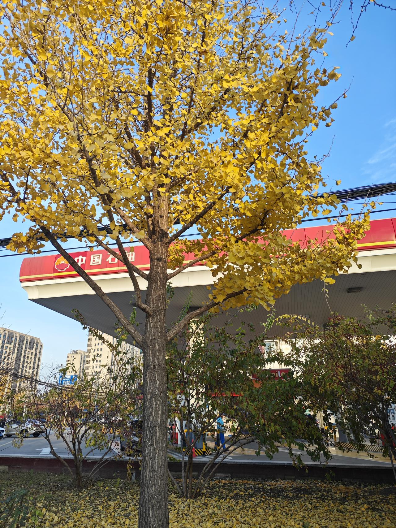 我完全认同“人品重如山，良心比金贵”。人品是一个人的立身之本，如同大山般沉稳可靠