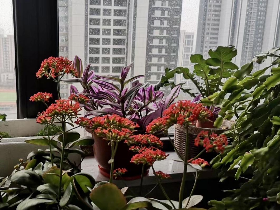 《窗台小剧场》

楼外雨帘织雾浓，
窗内花丛绽鲜红。
紫叶如伞遮寒意，
红朵似唇