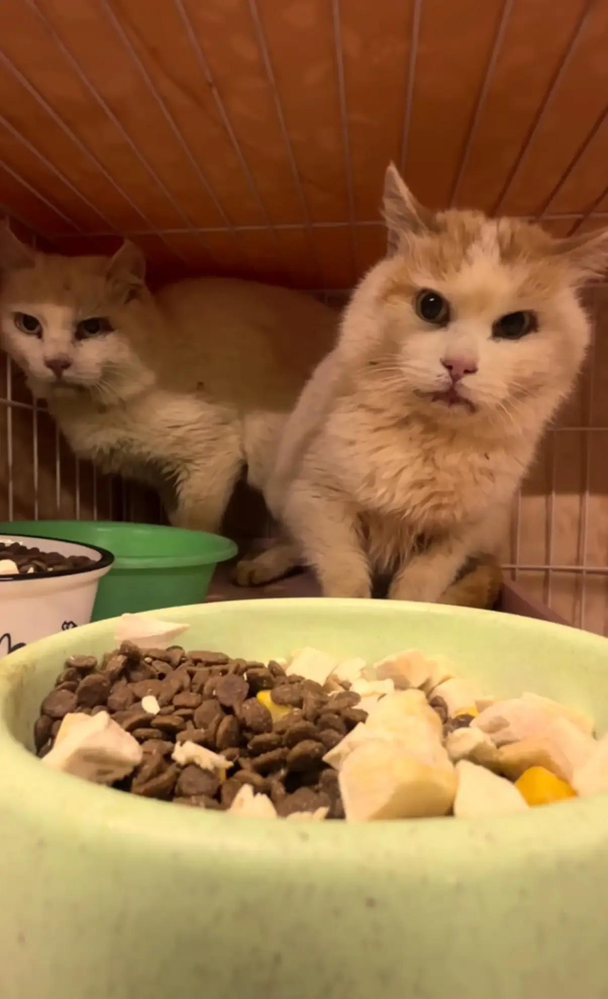 结局是完美的！这两只猫猫乍一看真的有点像猴子了，特别是头部五官和表情。故事的结局