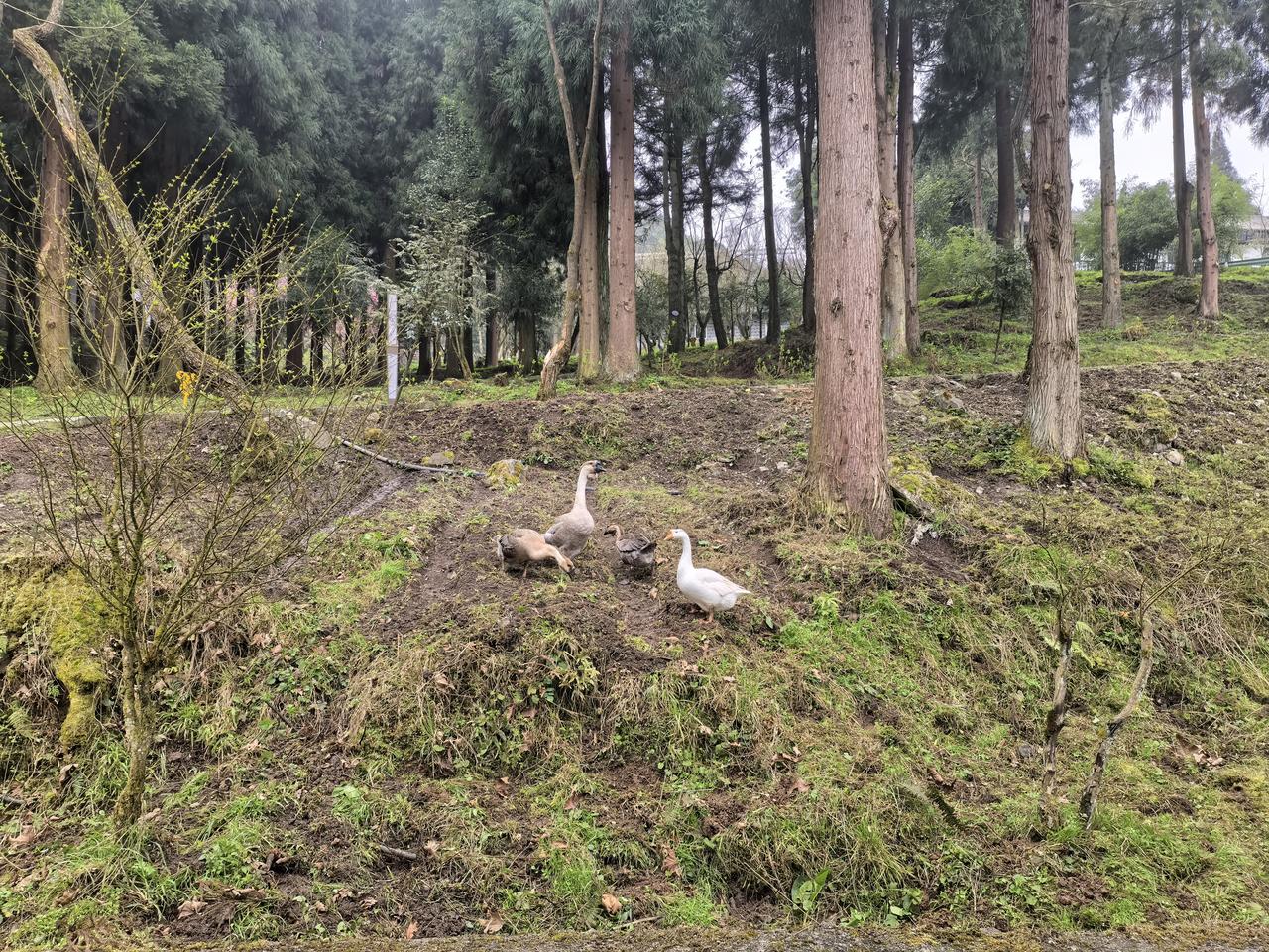 记录我的2026说实话，靠4只鹅发家致富，概率是非常低的，但我还是听从了别人的意