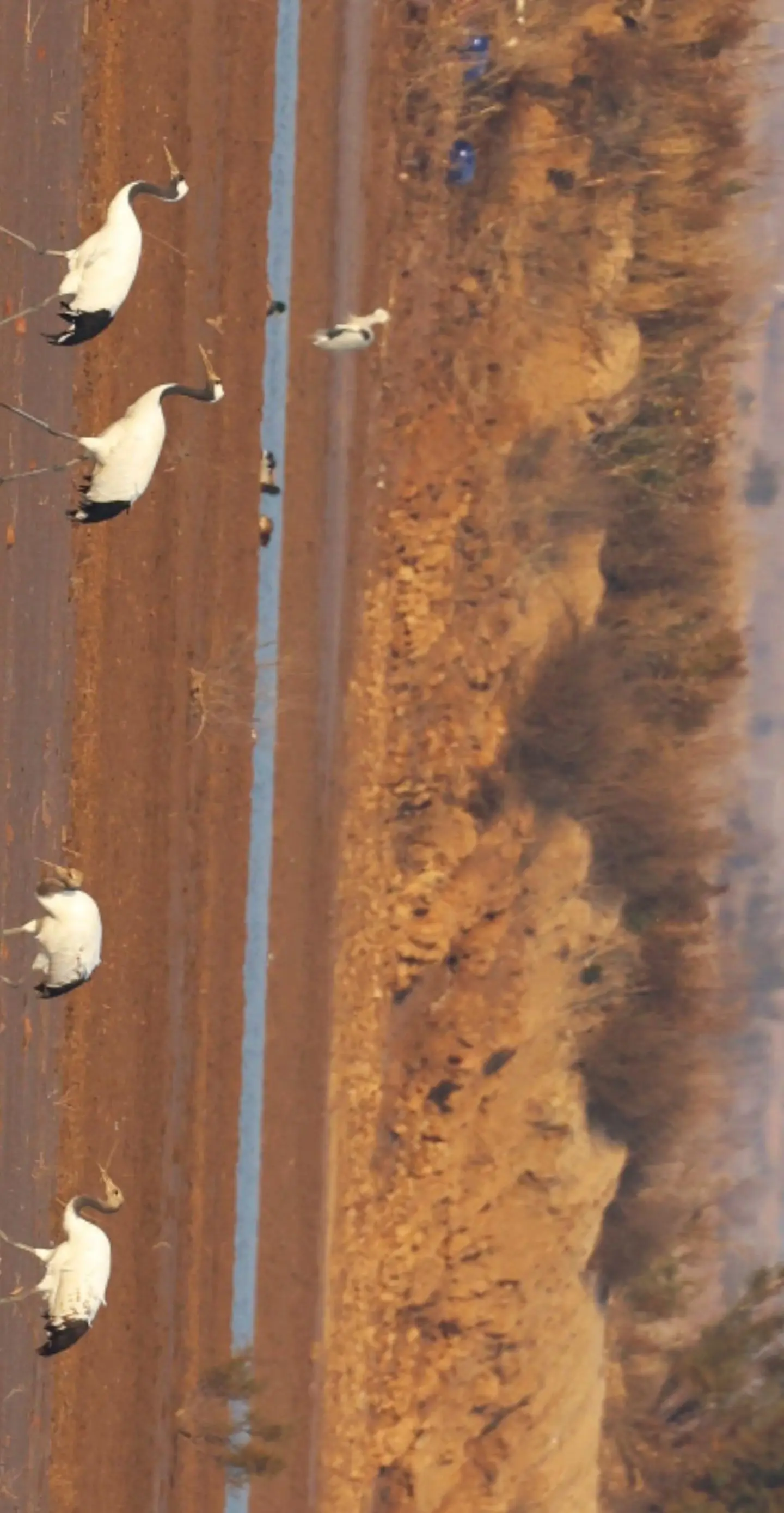 这是什么鸟折磨大？