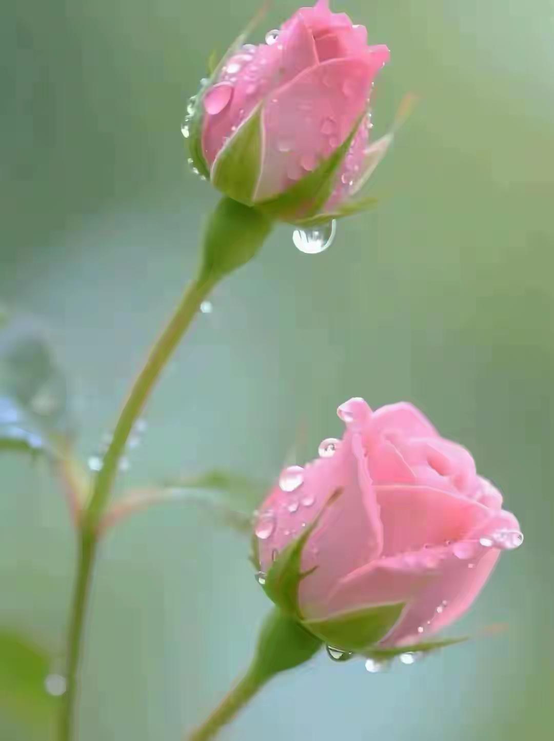 百花争名