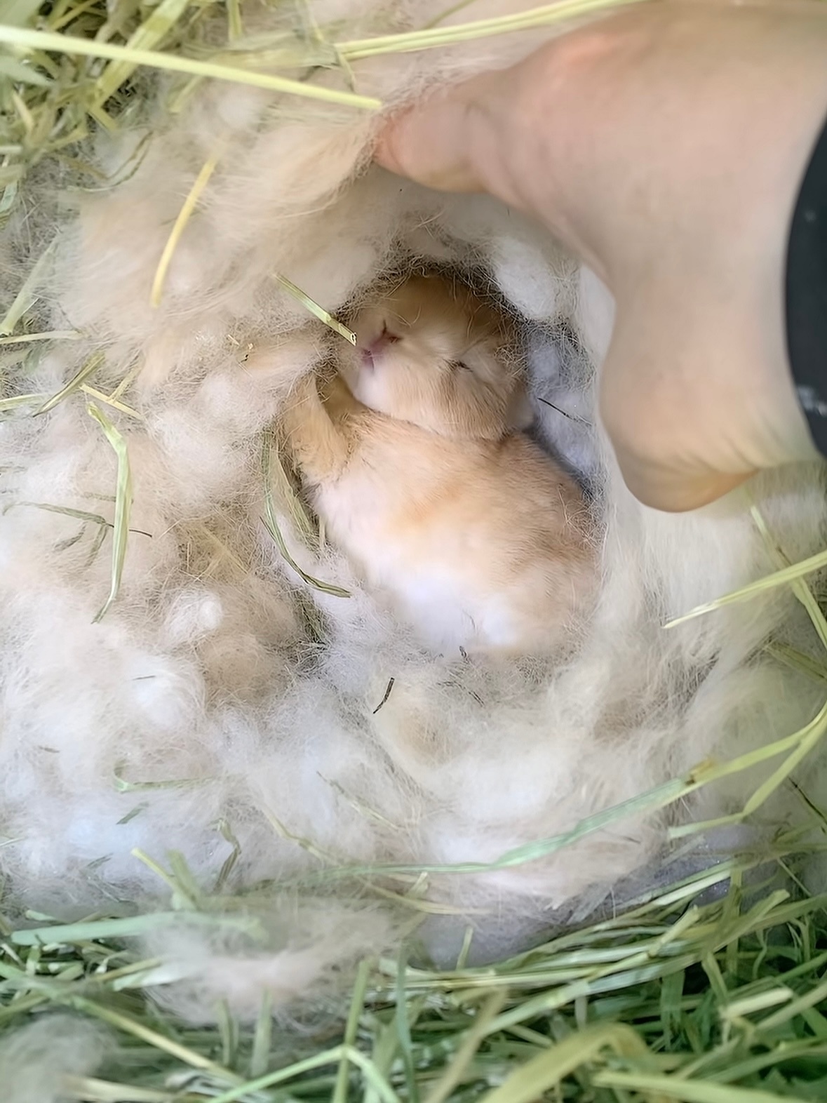 我女松河幼年体 