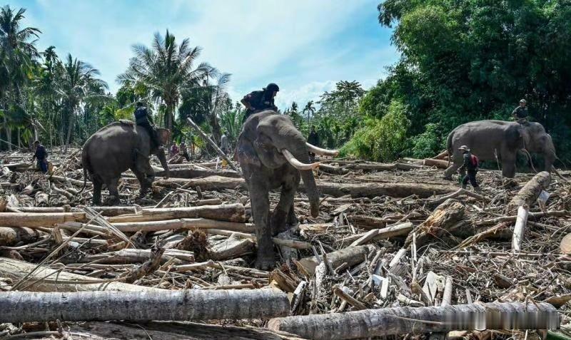 【印尼苏岛需40亿新元重建 洪灾已致961人遇难】大量道路、桥梁和基础设施在洪灾