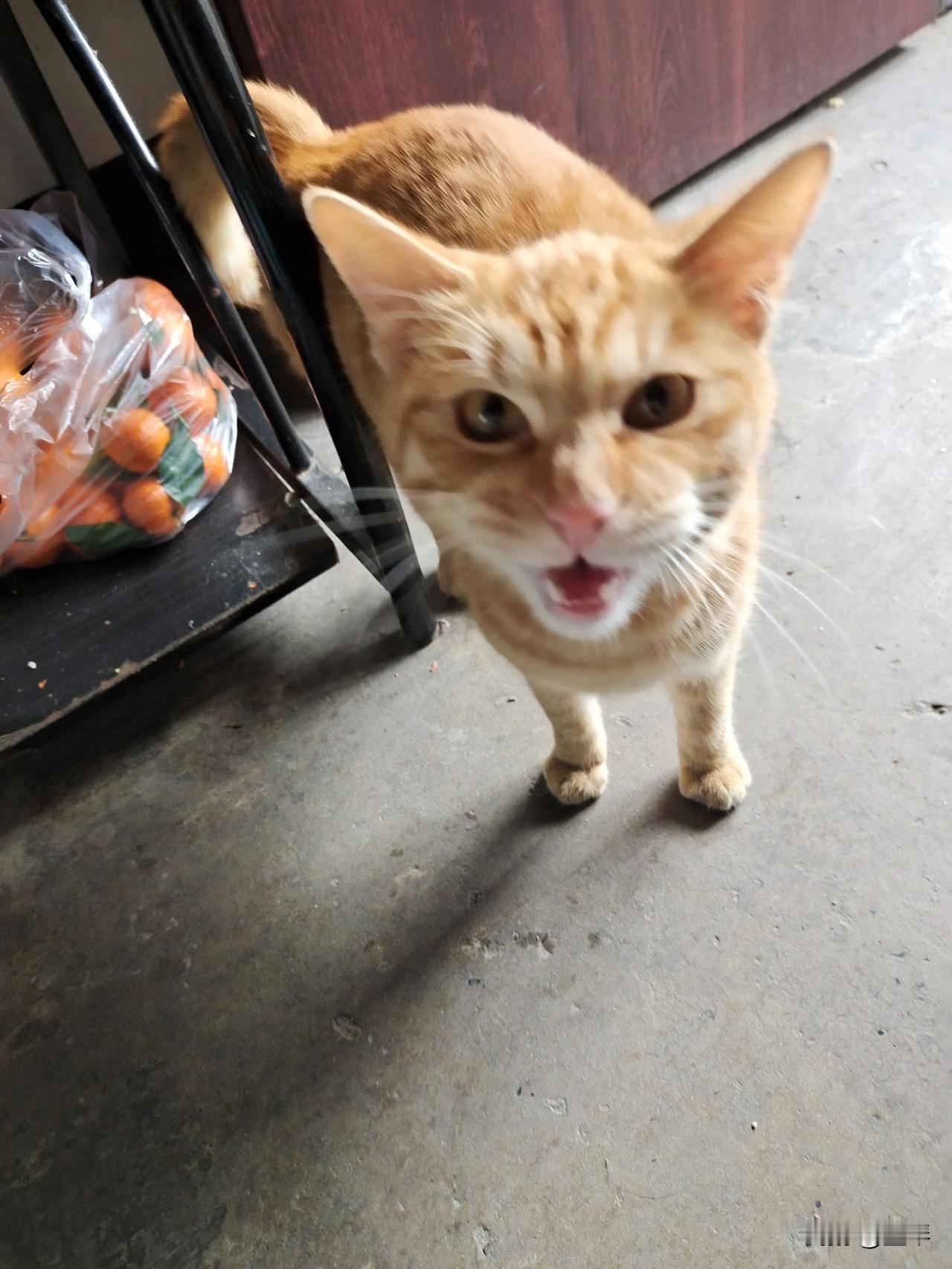 我的生活居然被一只猫嫌弃了[捂脸]

它每天都会来串门，喜欢吃家里的火腿肠，今天