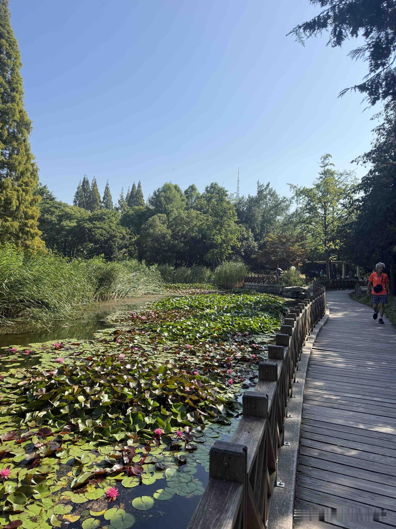 夏日生活打卡季我昨天上午去了青岛中山公园打卡了，由于天气太热了我有近一个月没去了