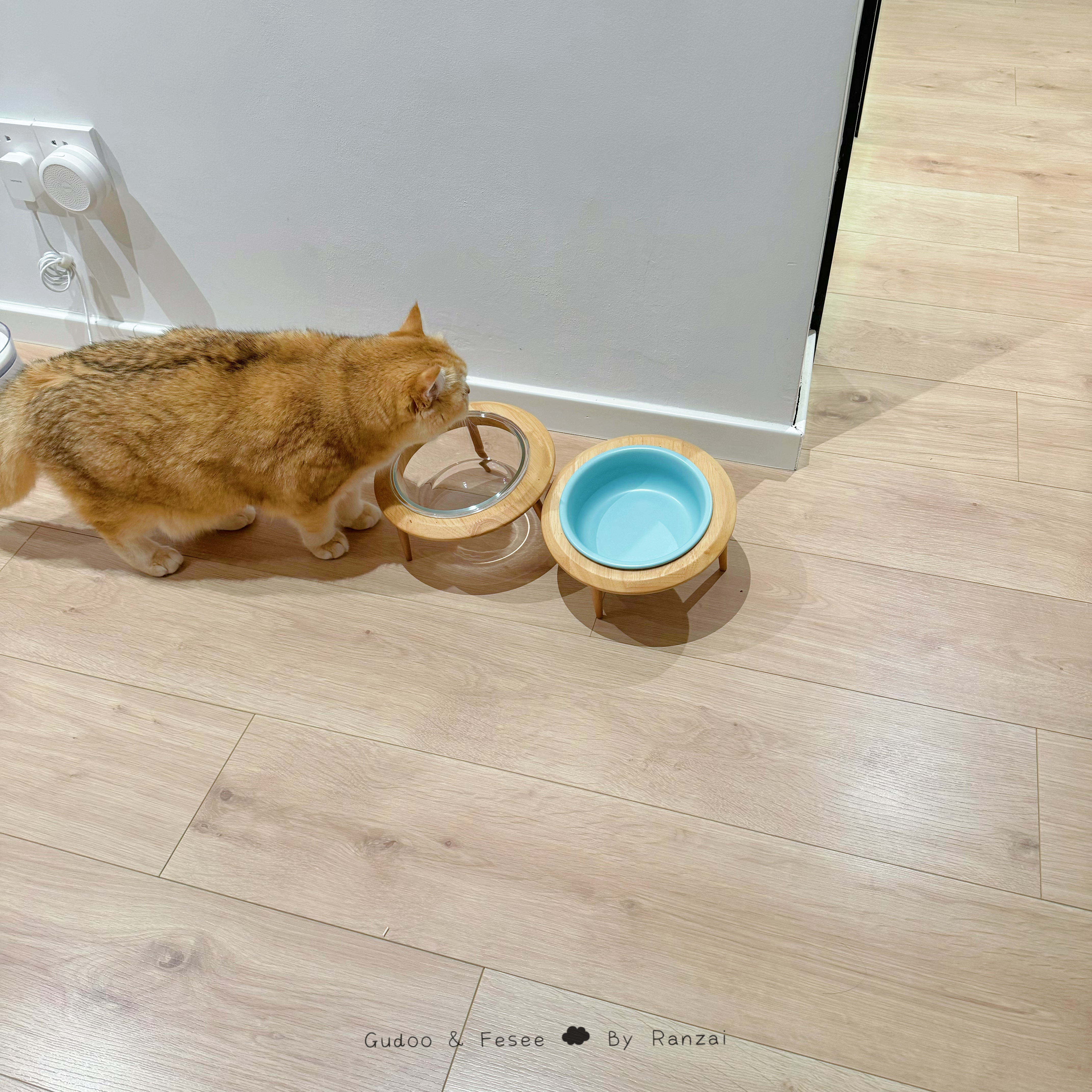 妈妈妈妈怎么没有饭饭[单身狗]#菇冬怎么肥四[超话]##萌宠初冬日记# ​​​