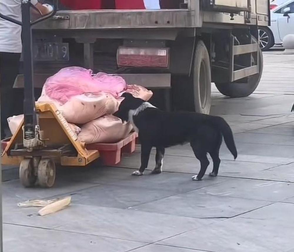 相关部门已介入！ 你知道吗？你买的猪肉， 可能已经被狗先“试吃”了！
5月31日