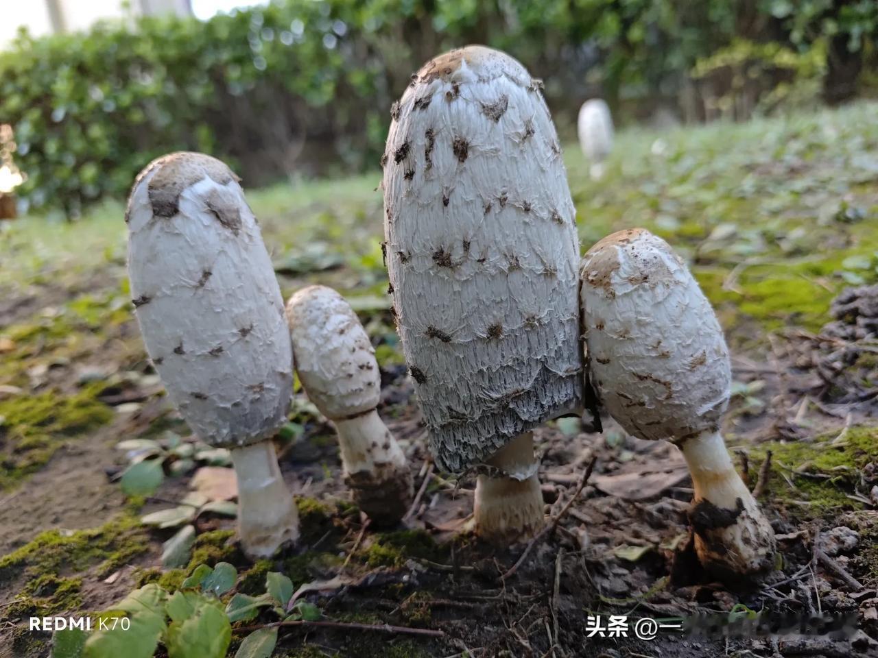 妈呀，采到这么多蘑菇，能不能吃呀？
今天路过一片黄豆地的时候，黄豆已经收割完毕，