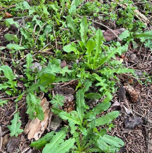 春天必吃的山中鲜，控糖、通便、降血脂，但可能影响甲状腺健康
春回大地，山间草木萌