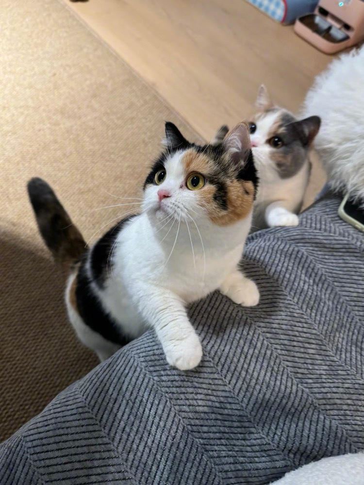 高清咪和磨砂咪 