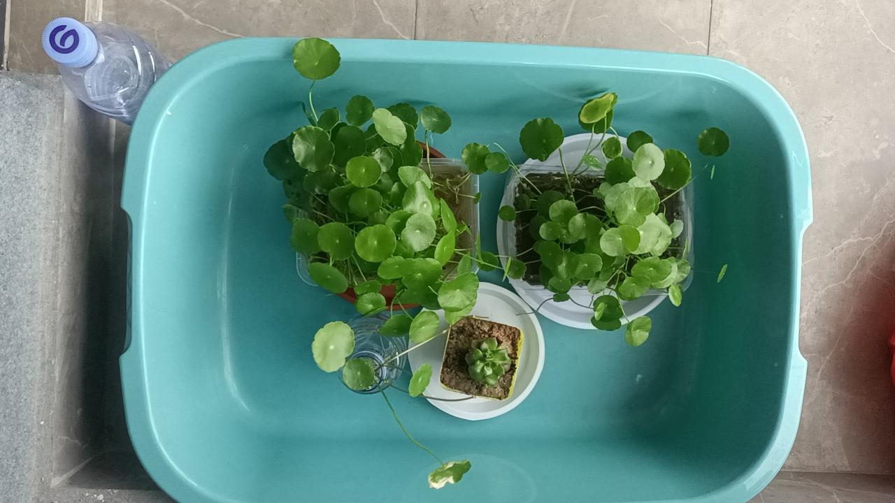 铜钱草即团圆，财源广进，招财进宝。