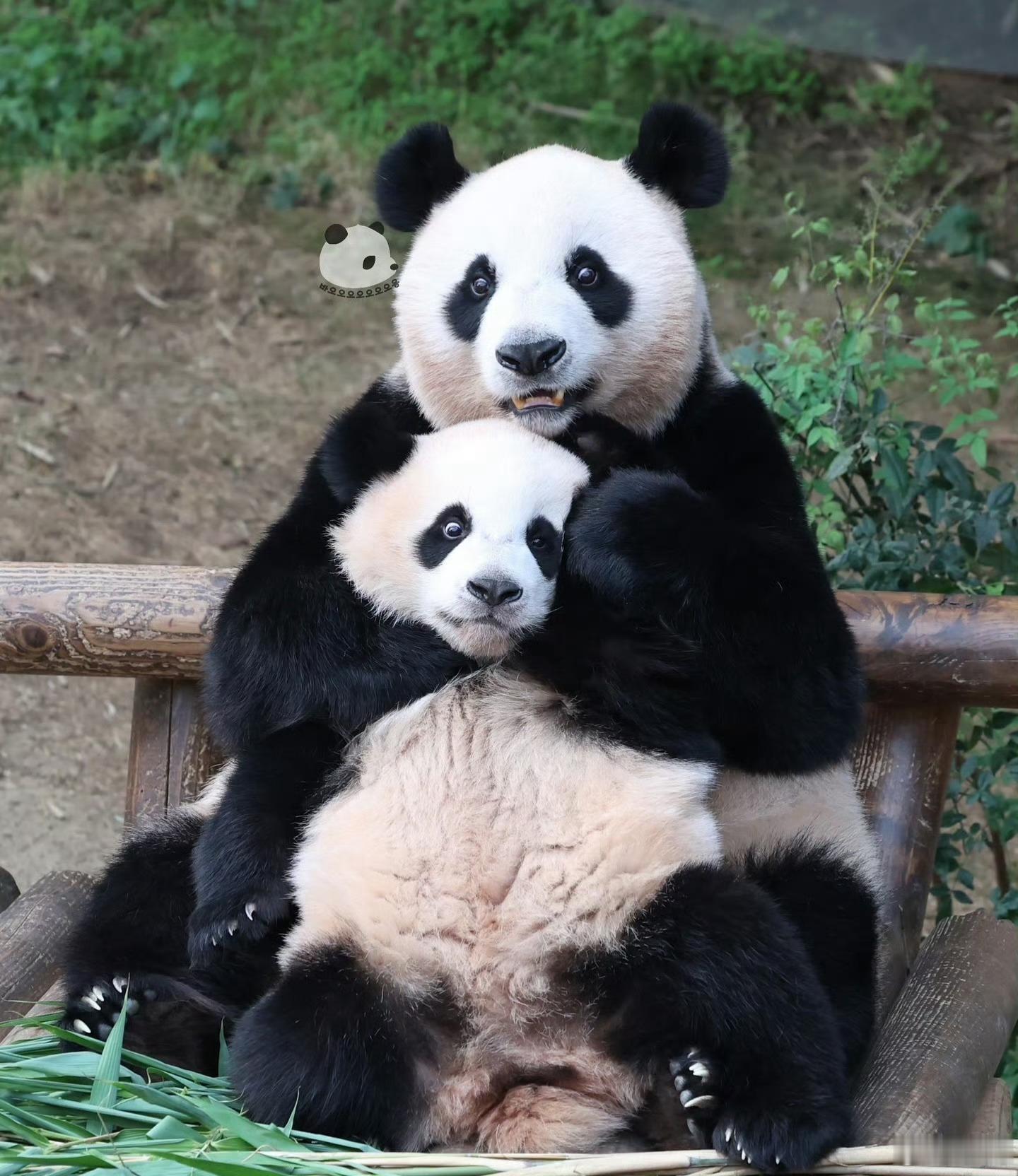 用动物代表一个国家，中国到底那个更符合呢?1，美国：鹰2，俄罗斯：熊3，日本：狼