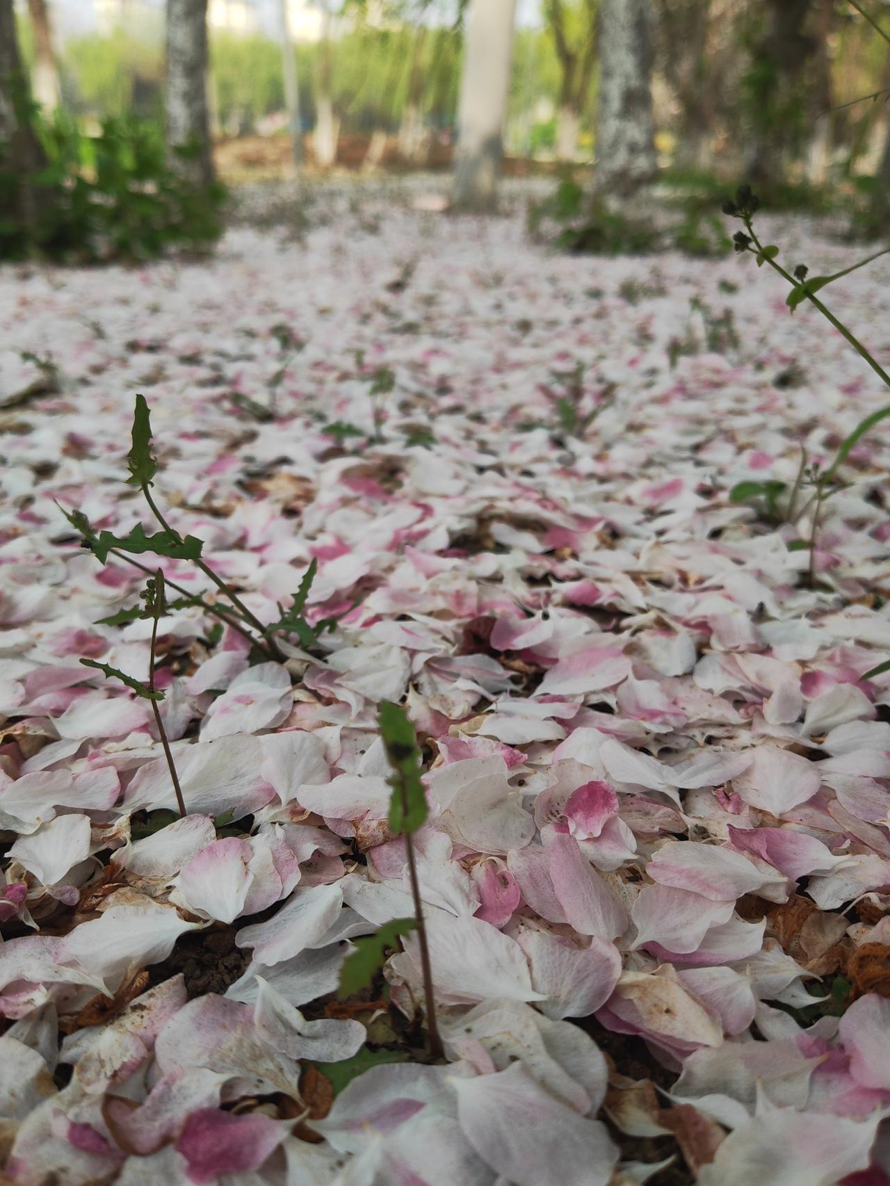 花瓣被春雨打落，层层叠叠铺满公园的小路，粉白相间，像打翻了春天的调色盘。踩上去软
