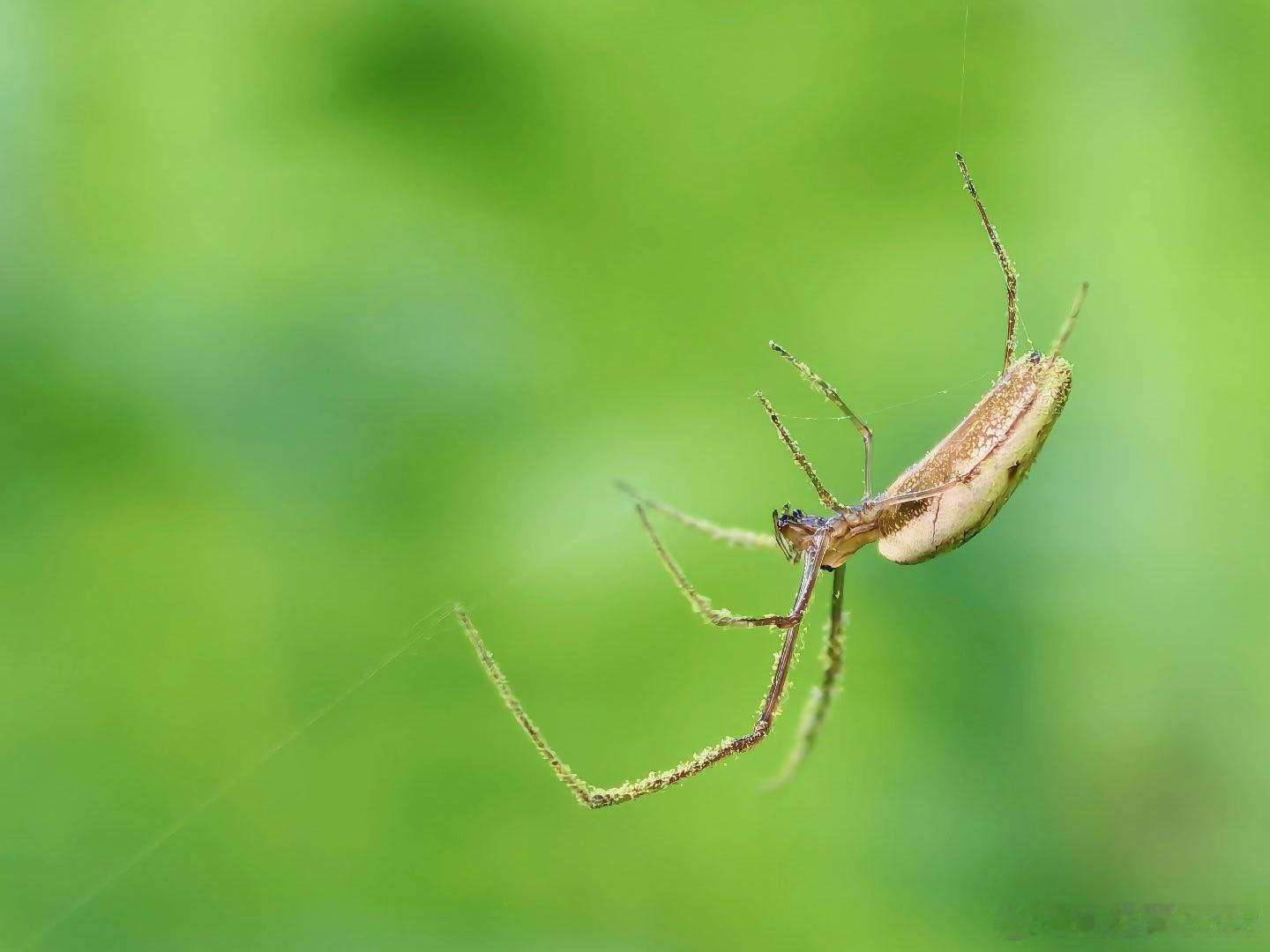 微观世界里的小小建筑师，用丝线编织出属于自己的一方天地。在一片绿意里，它带着满身