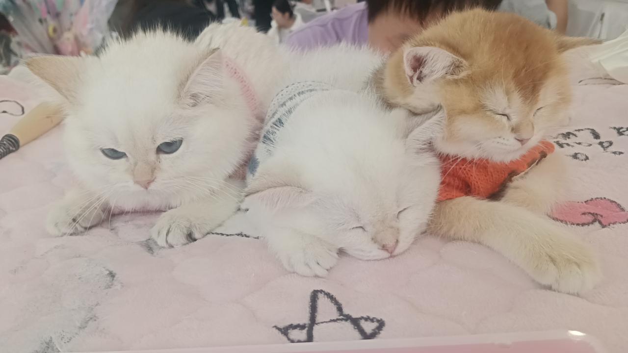 谁能把手里的猫咪照片发出来看一下 快来晒晒自家猫咪吧！