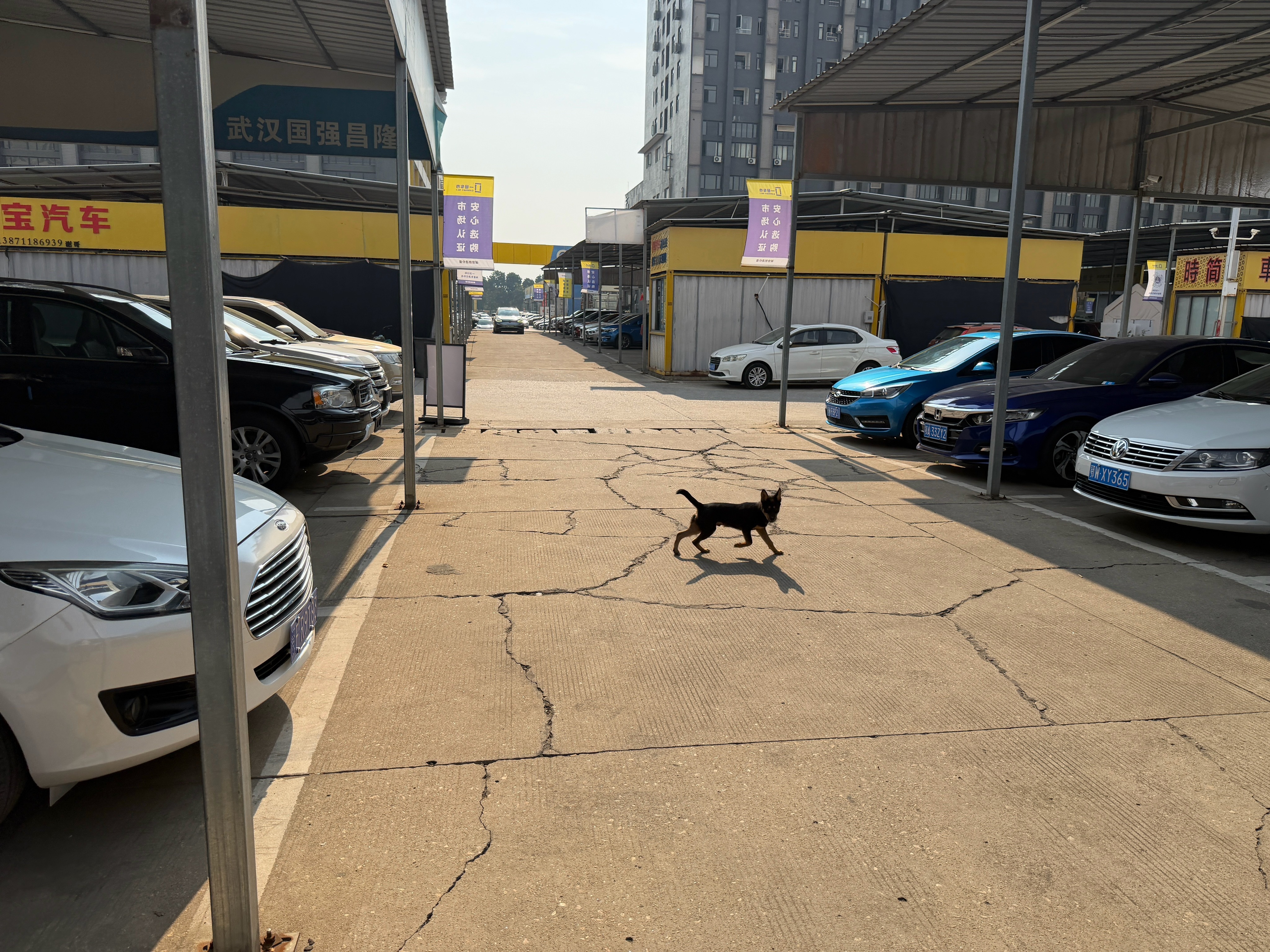 一早开播，狗子凑过来凑热闹🐶本以为是来给我点赞捧场，结果眼里只有我的早餐面包。