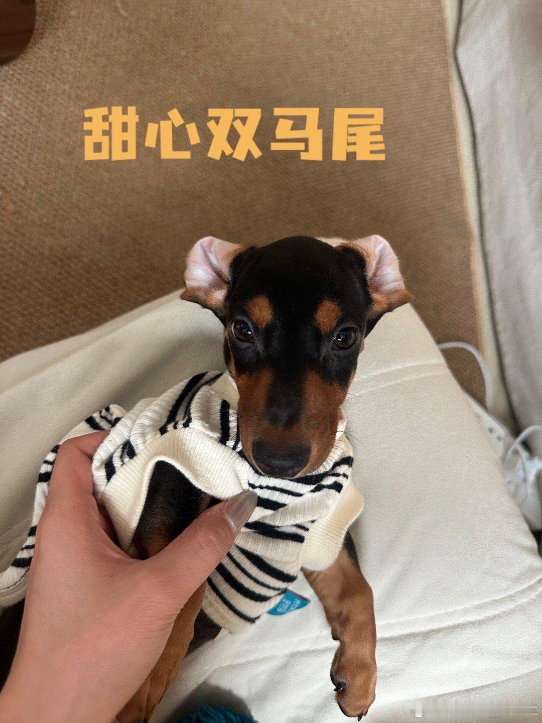 《腊肠能有几种发型》最后一张帮我取一个 ​​​