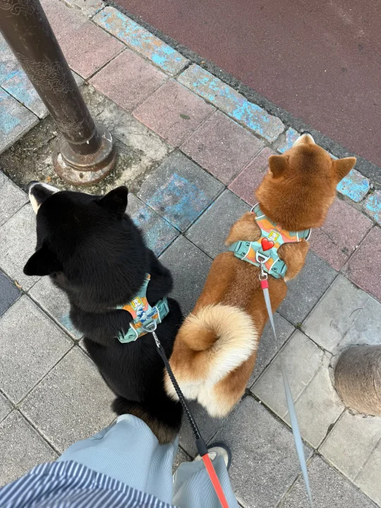 我每天都在和小狗讲道理🤦‍♂️