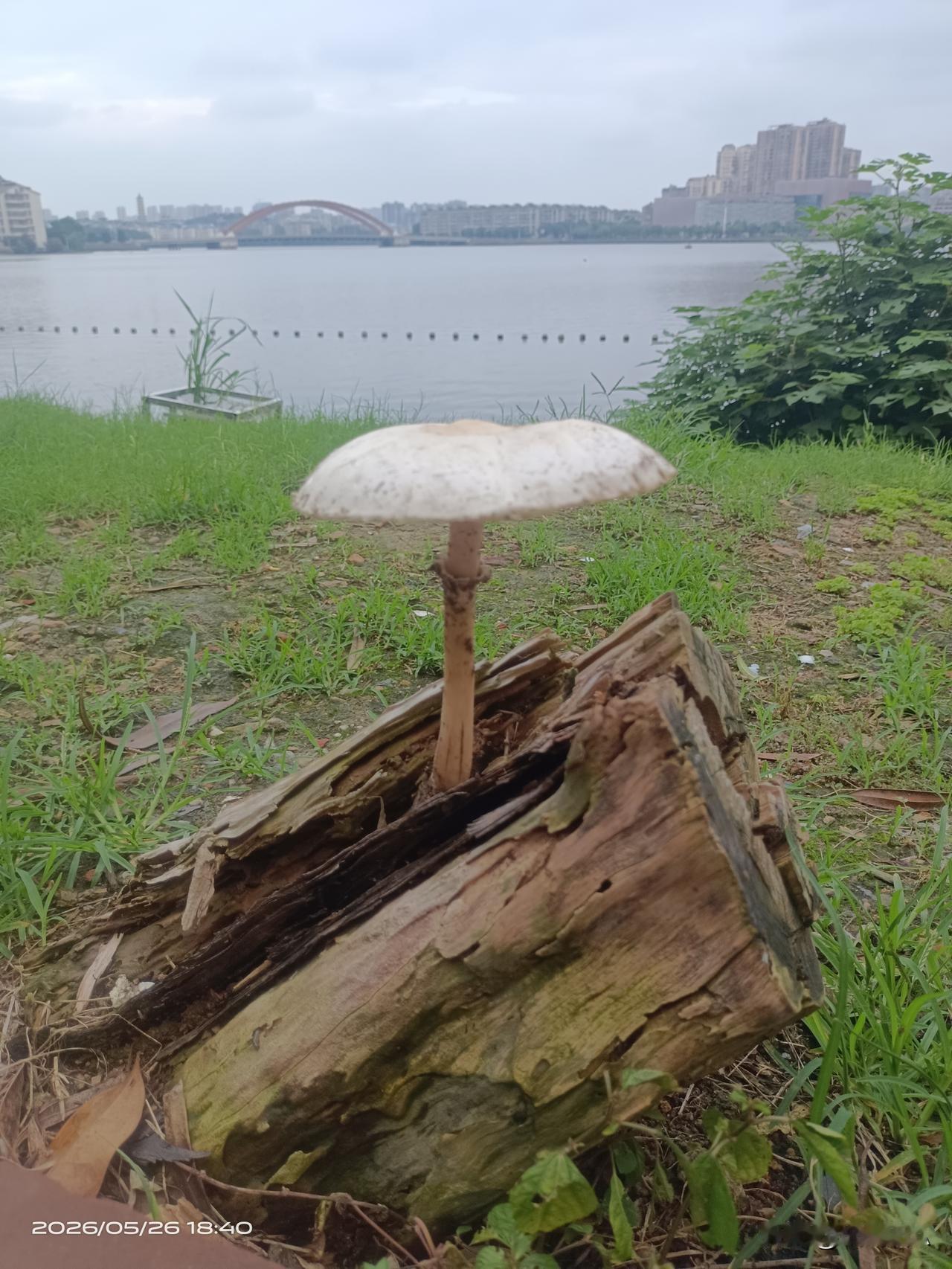 雨停后遛弯时，看到湖边有一个大蘑菇，这种蘑菇是不是有毒啊？