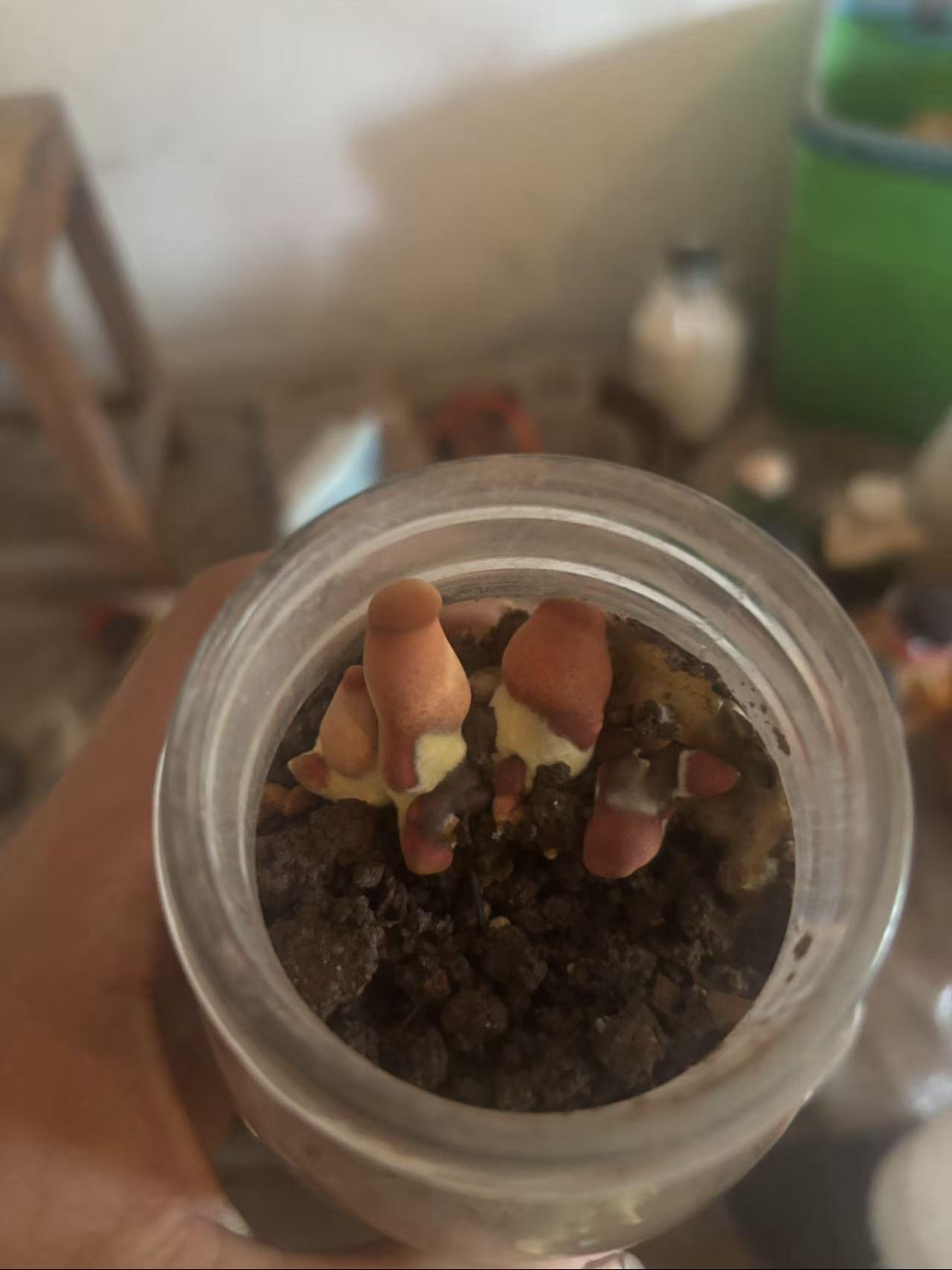 小兰徒弟不小心把牛肝菌见手青搞岀来了，只要肯学习，处处有惊喜！牛肝菌见手青 农业