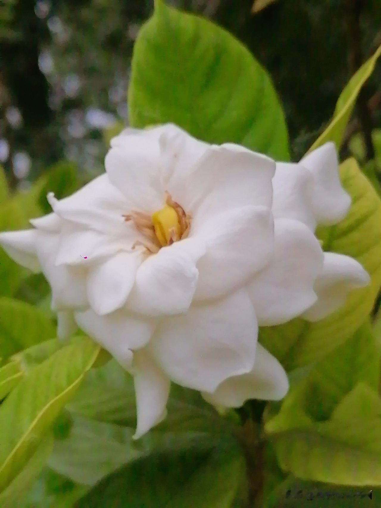 《栀子花（我们老家叫它“枝枝花”，很香。时下，汉中市街头就有卖的啦）李林6月6日