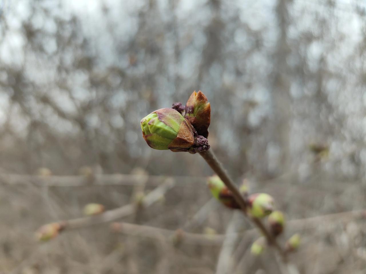 #用一张照片来诉说春天的到来#
早春三月的周末，在秦安县凤山风景区随手拍下的紫丁