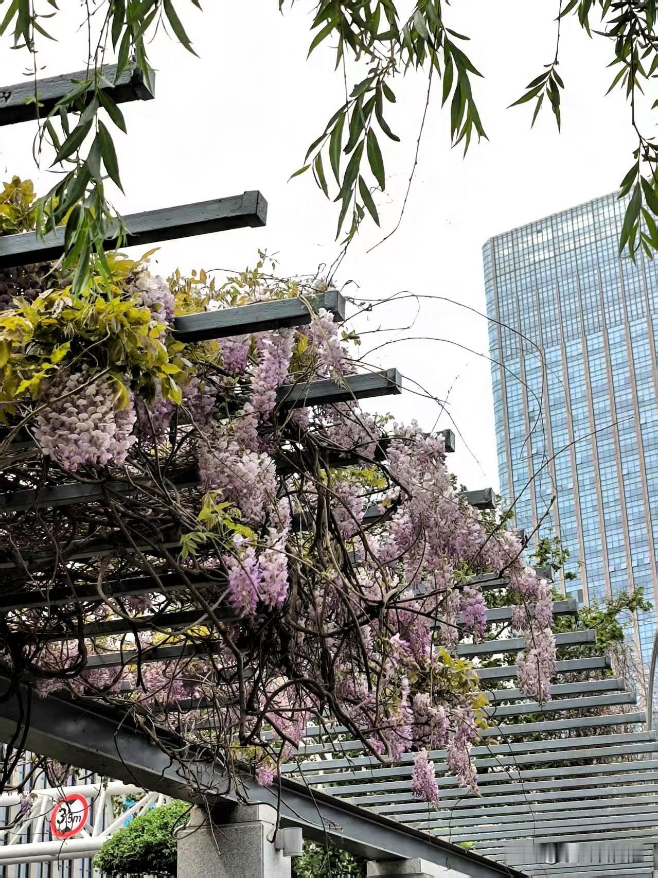 开在海河岸上的紫藤花，浪漫唯美，串串紫藤花随风飘舞，芳香四溢，令人痴迷。[比心]