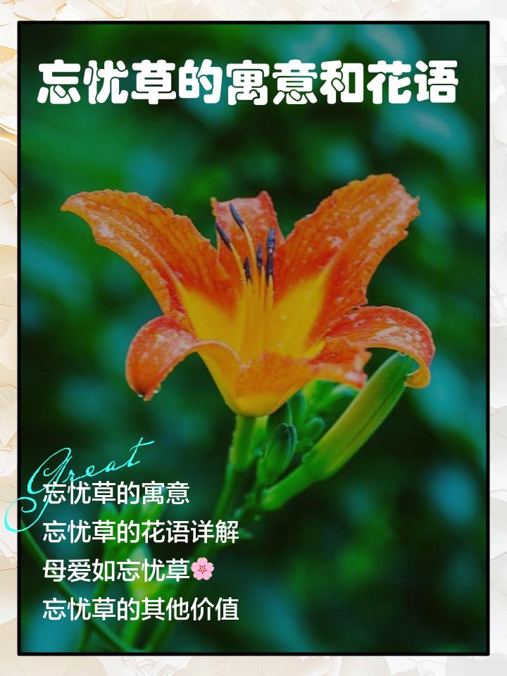 忘忧草与黄花菜
      忘忧草和黄花菜实则为同一种植物，不过也有观点认为二者