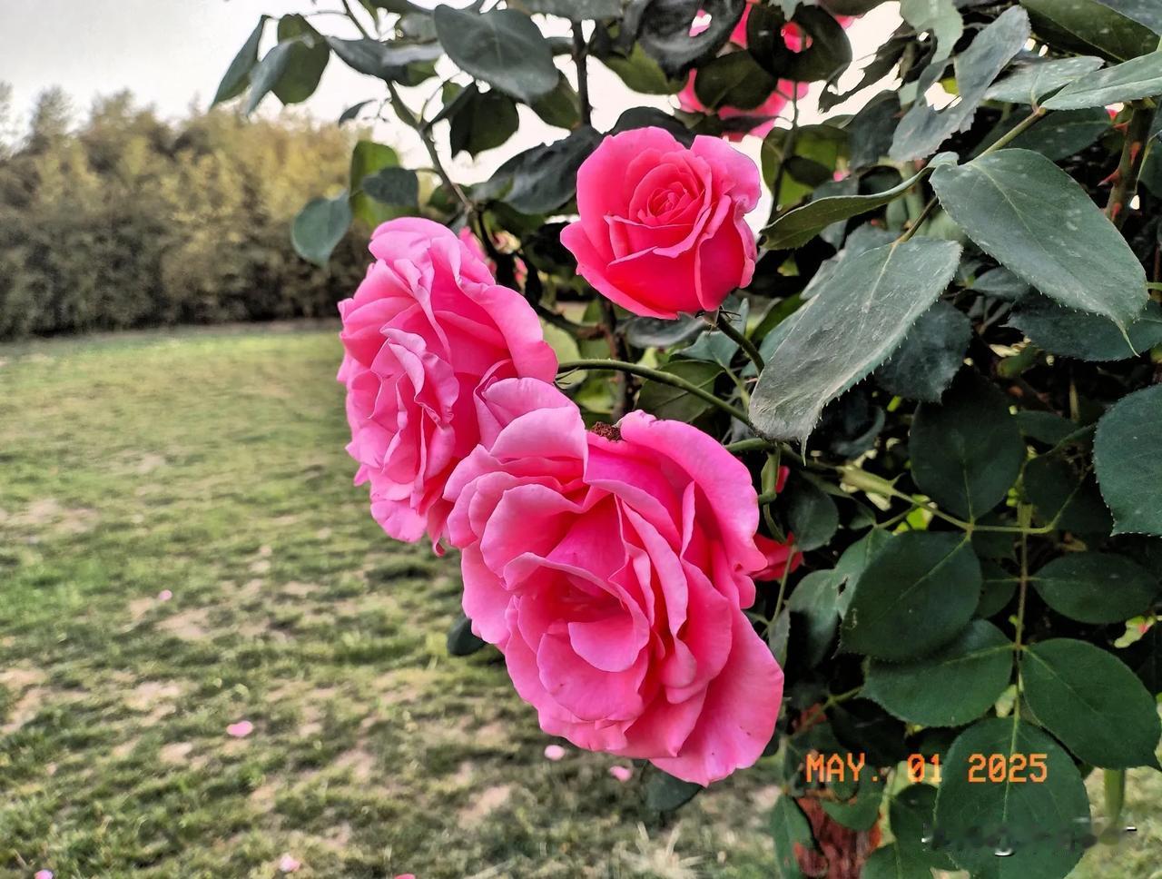 风吹万花香。
