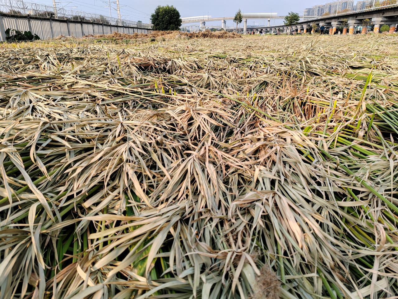 身边那片秸秆，前日还绿意蓬勃地立在田间，今日却已倒伏在地，被烈日与野风抽去最后的