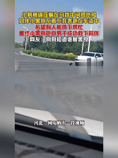 看哭！车流中小黑狗拼命拦人救同伴，生灵真的懂感恩
 
万物皆有情，小动物之间不离