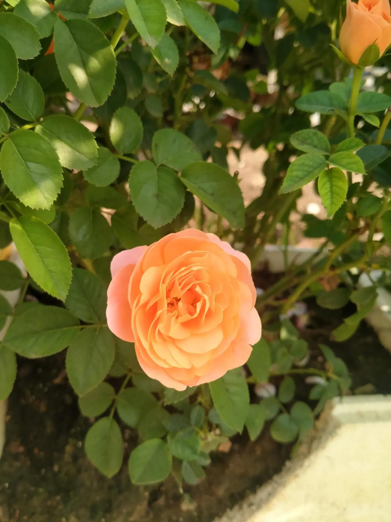#下联：霜气新来枫叶红，诚邀上联#上联：露华乍降菊花艳

上联写露水初降时菊花鲜