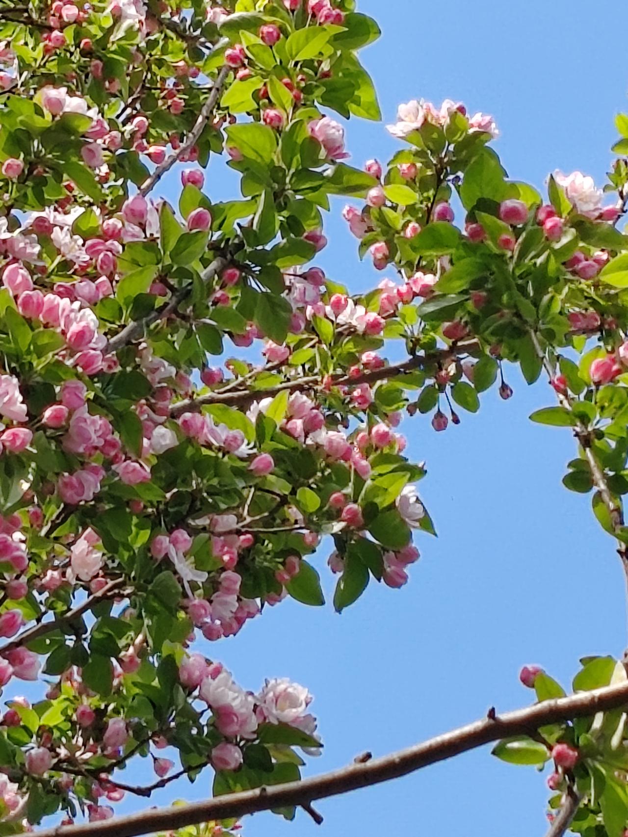 分享你随手拍的花春日随手拍。